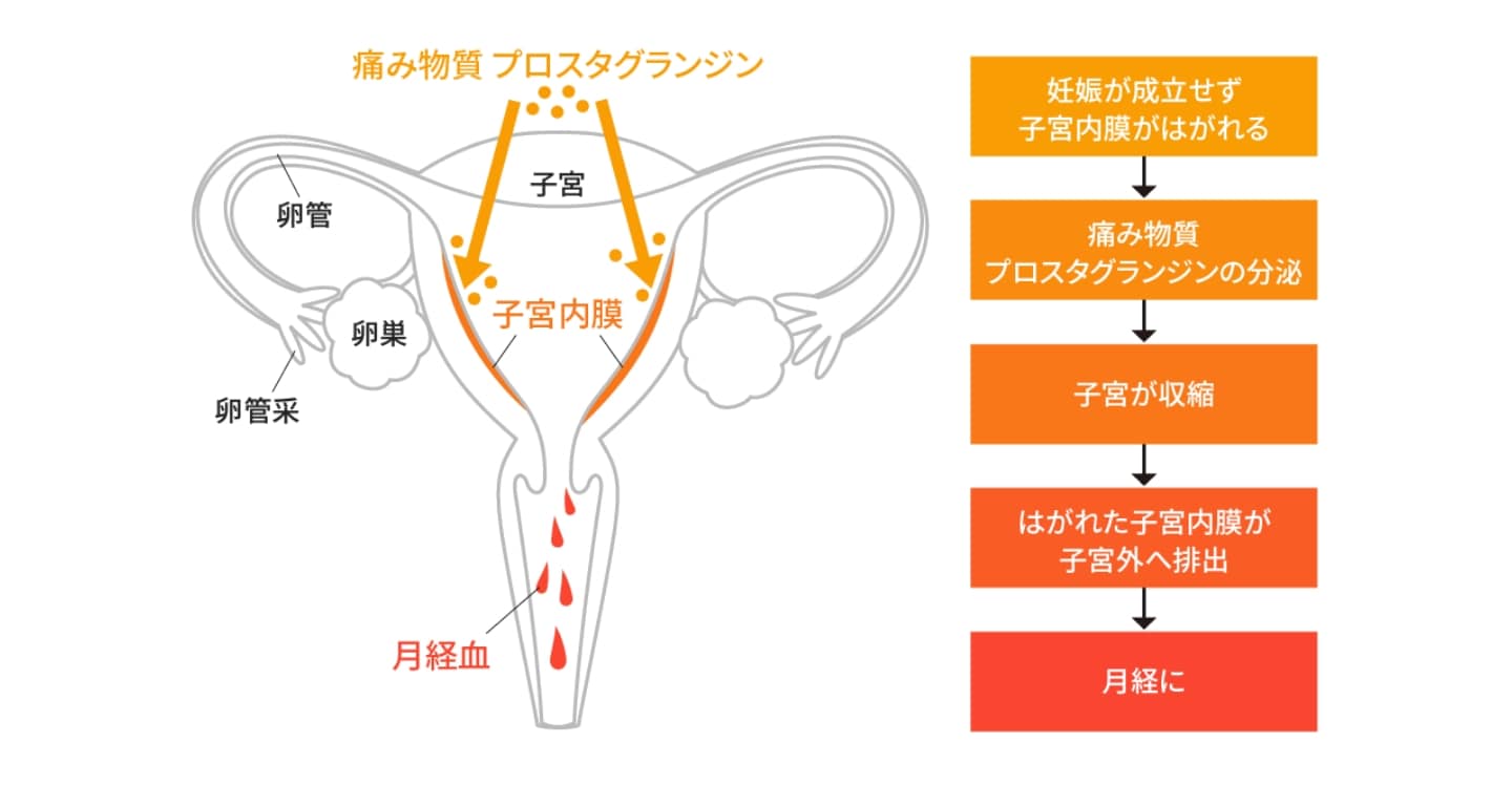 ホルモンの波が引き起こす女性の2大悩み月経痛とPMSの正体は Femlink Lab フェムリンクラボ 株式会社 明治